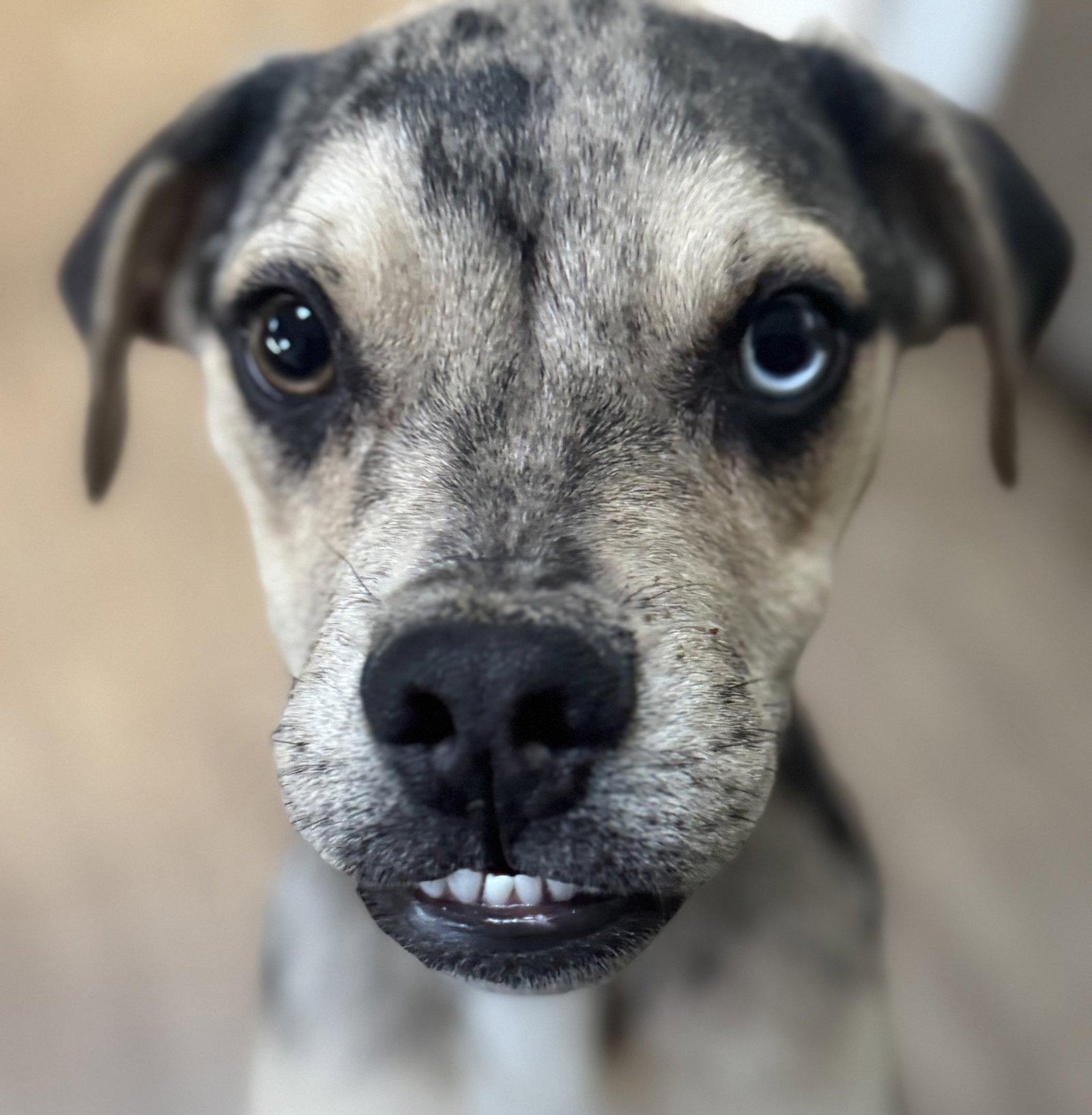 Enlarge Rue, a Adoptable Catahoula Leopard Dog in Evergreen, CO image 2/3