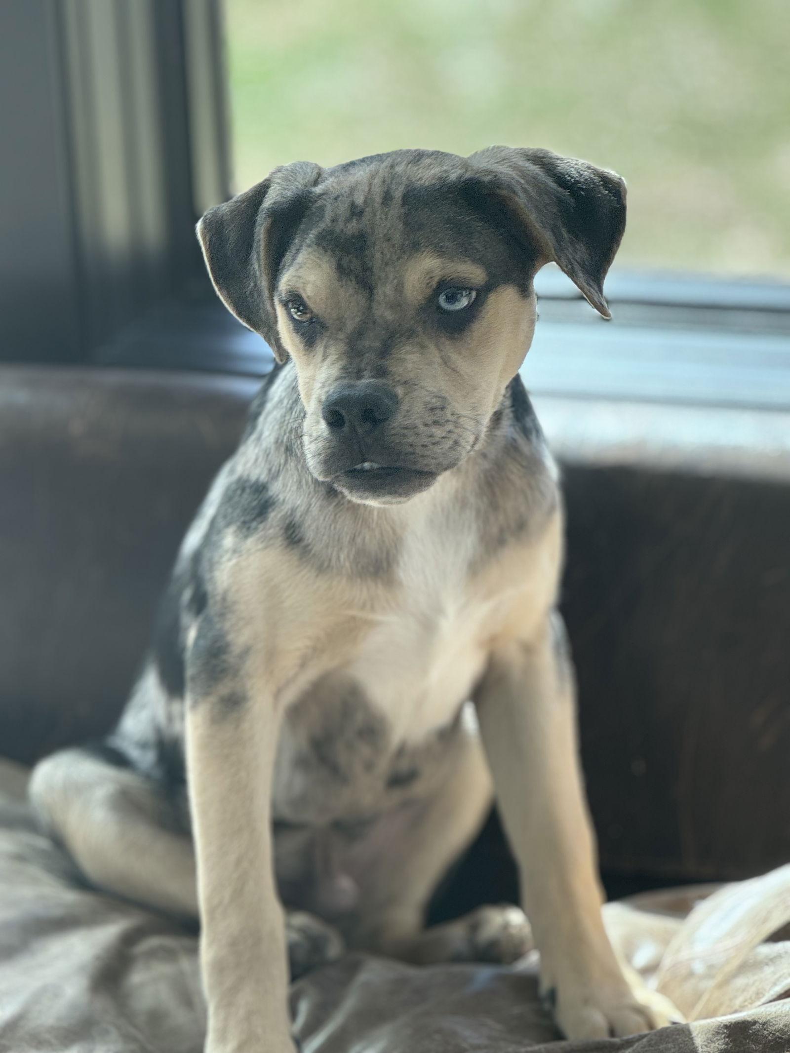Enlarge Rue, a Adoptable Catahoula Leopard Dog in Evergreen, CO image 3/3
