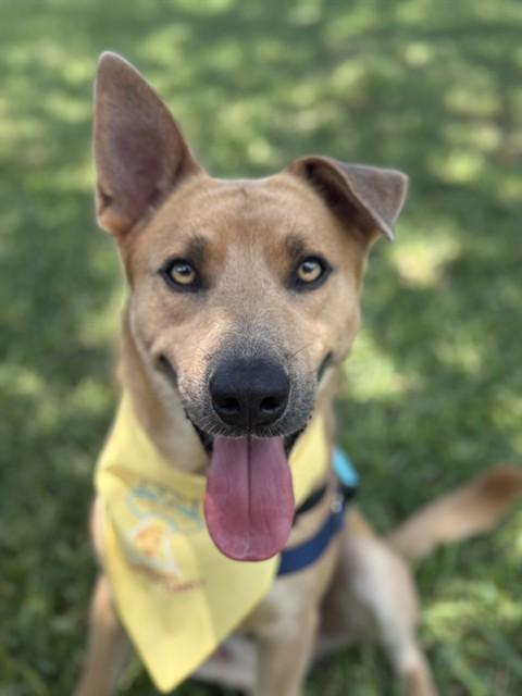 Enlarge LEMON, a Adoptable mixed breed in Corpus Christi, TX image 1/1
