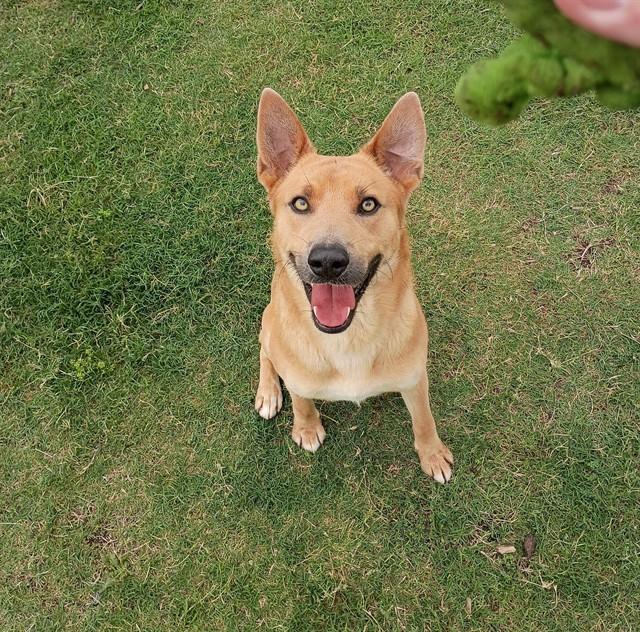 Enlarge LEMON, a Adoptable mixed breed in Corpus Christi, TX image 1/1