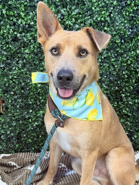 Enlarge LEMON, a Adoptable mixed breed in Corpus Christi, TX image 1/1