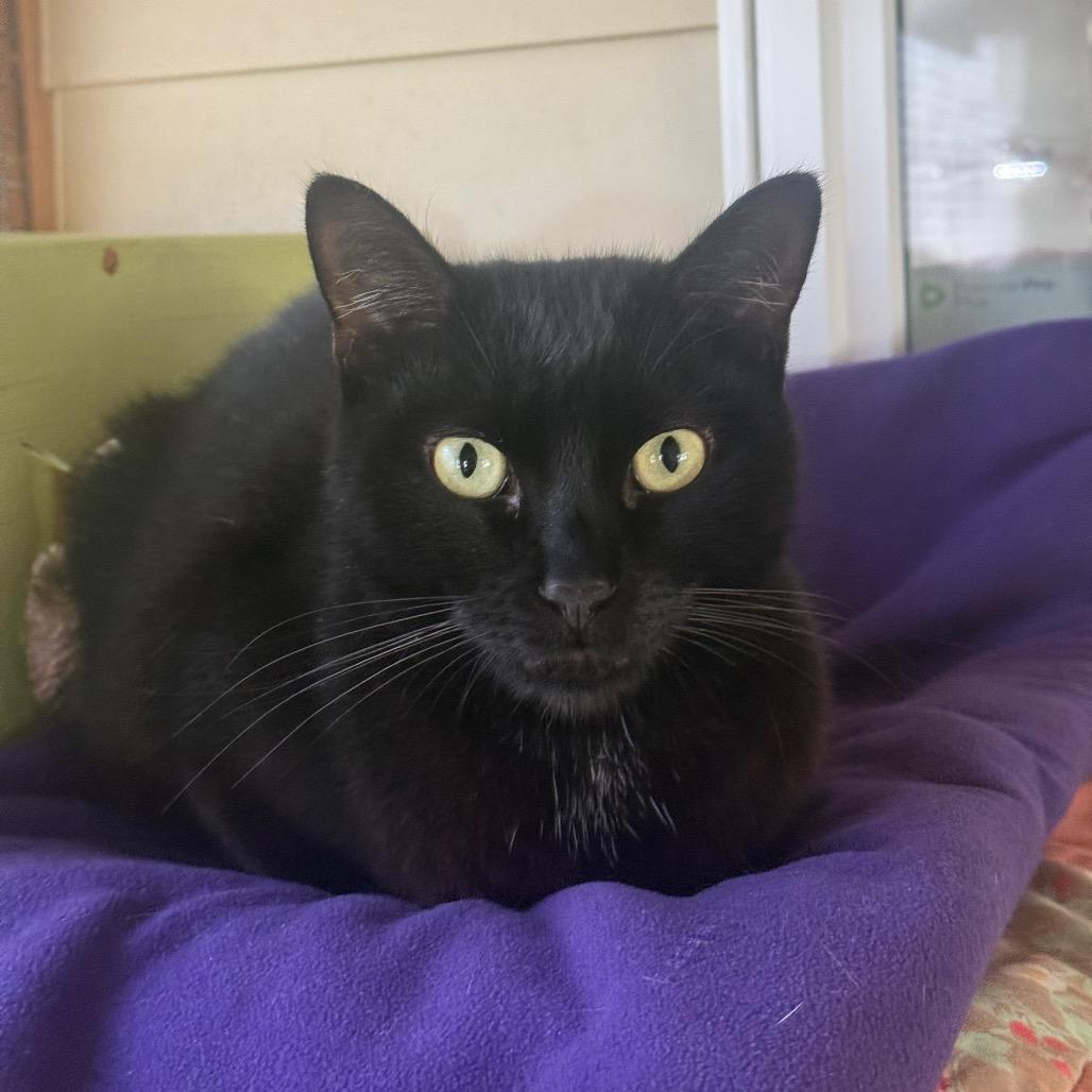 Enlarge Void, a Adoptable Domestic Short Hair in Fort Bragg, CA image 1/1
