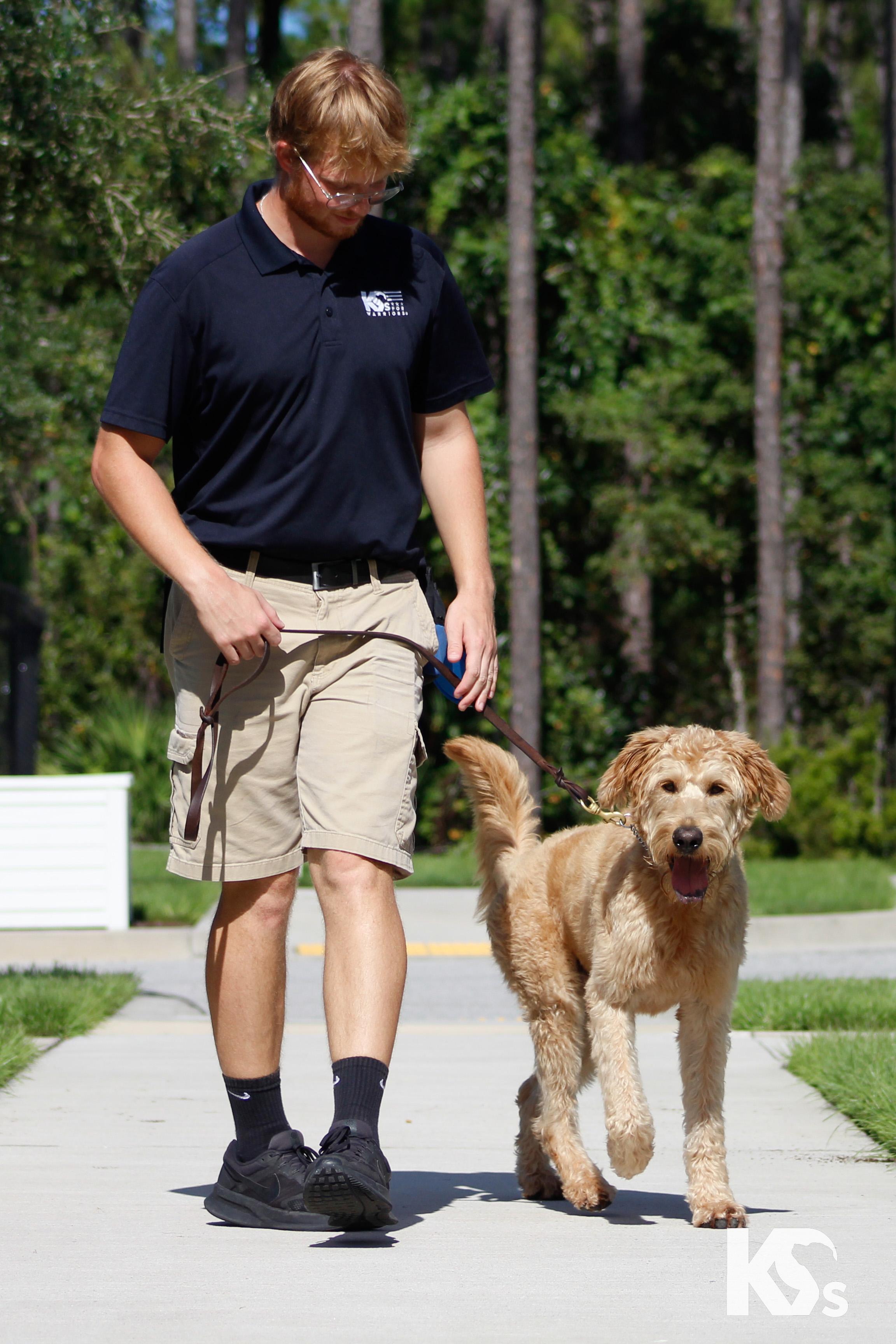 Enlarge Benji, a Adoptable Goldendoodle in Ponte Vedra, FL image 4/4