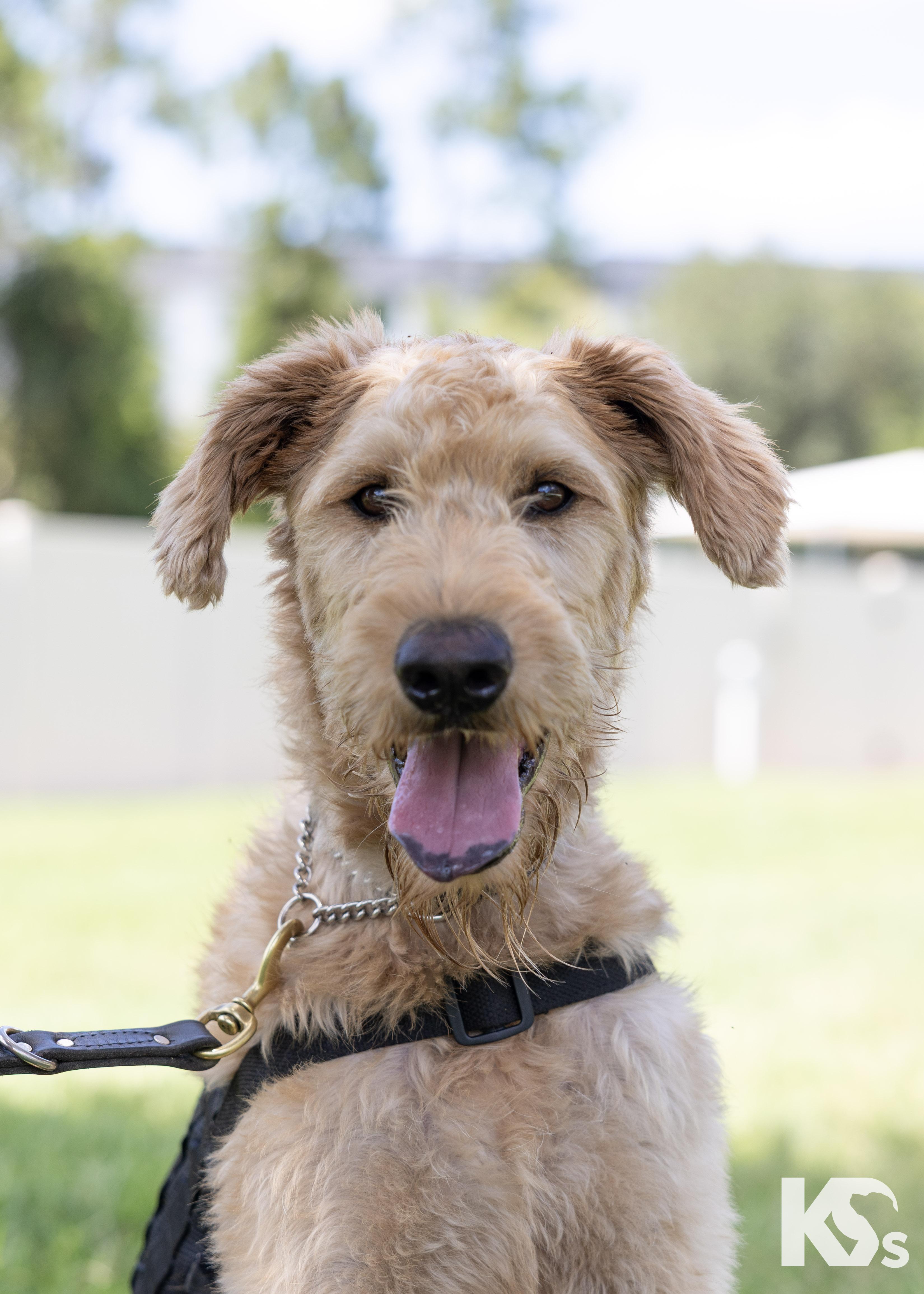 Enlarge Benji, a Adoptable Goldendoodle in Ponte Vedra, FL image 1/4