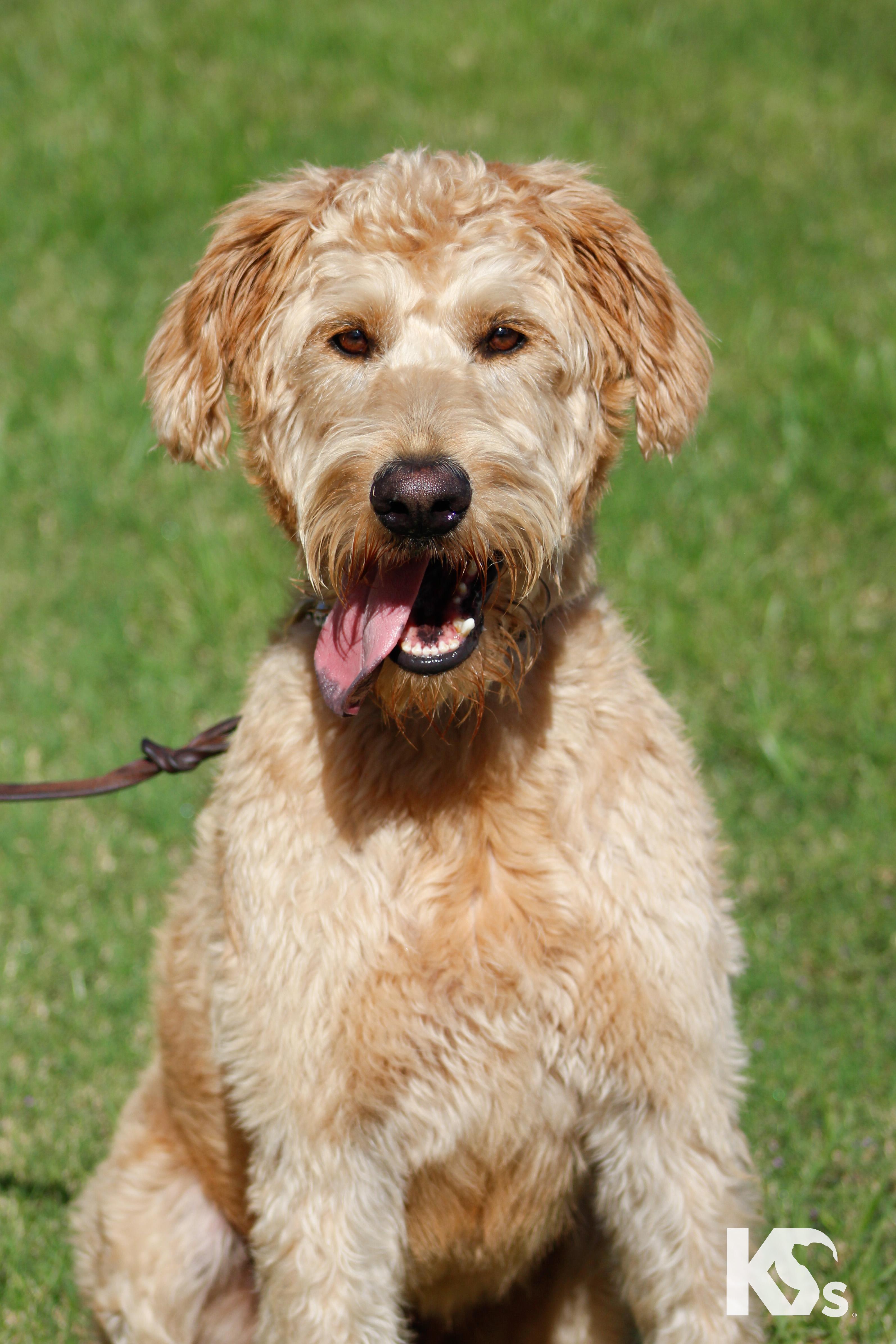 Enlarge Benji, a Adoptable Goldendoodle in Ponte Vedra, FL image 2/4