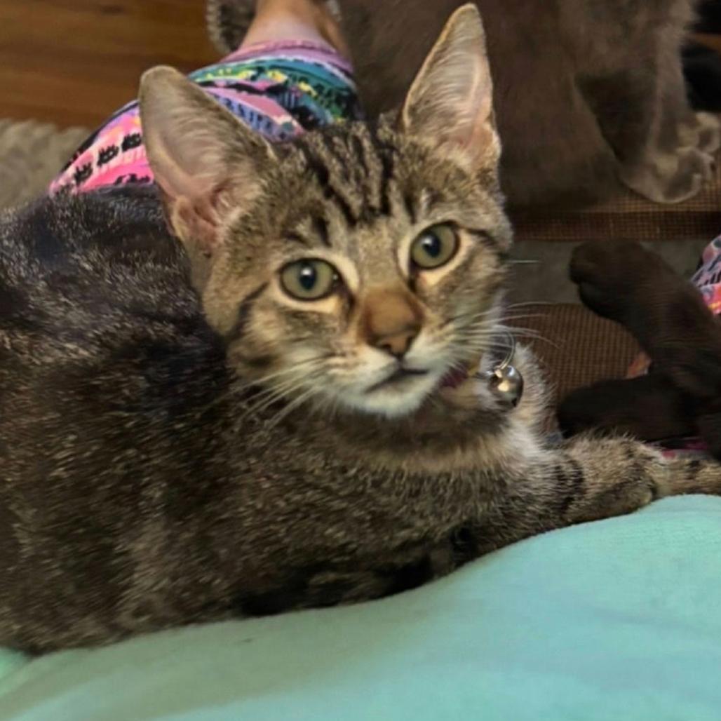 Patron, Adoptable, Kitten Male Domestic Short Hair.