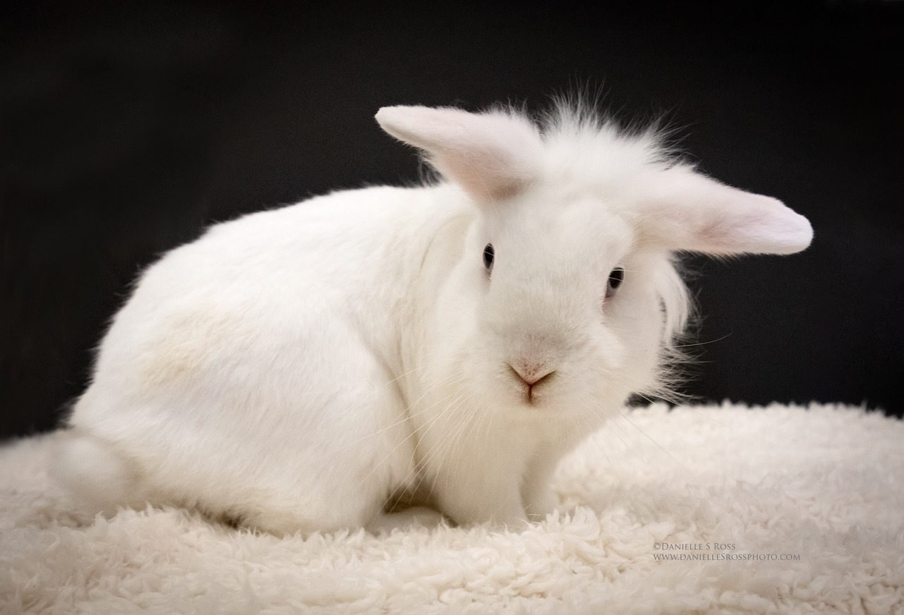 Rabbit for adoption - Nicholas, a Lionhead in Oxford, GA | Petfinder