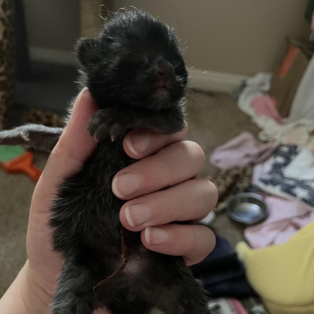 Filet Mignon, Adoptable, Kitten Female Domestic Short Hair.