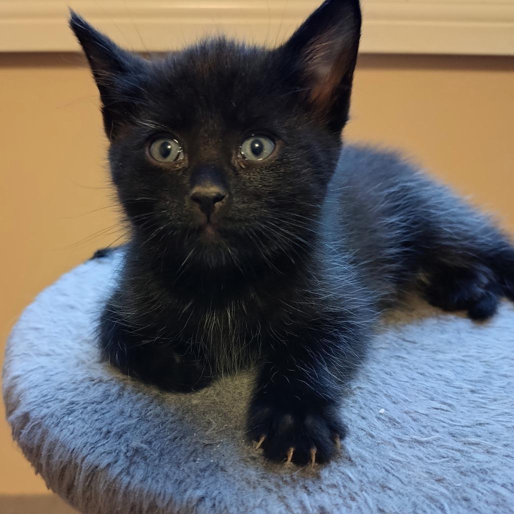 Enlarge Filet Mignon, a Adoptable Domestic Short Hair in Calgary, AB image 2/2