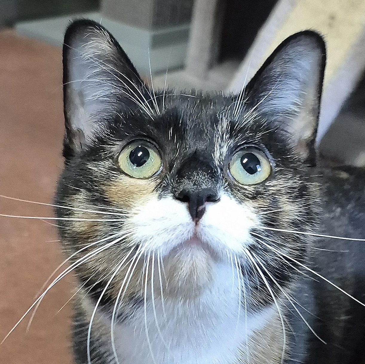 Trixie, Adoptable, Young Female Domestic Short Hair.