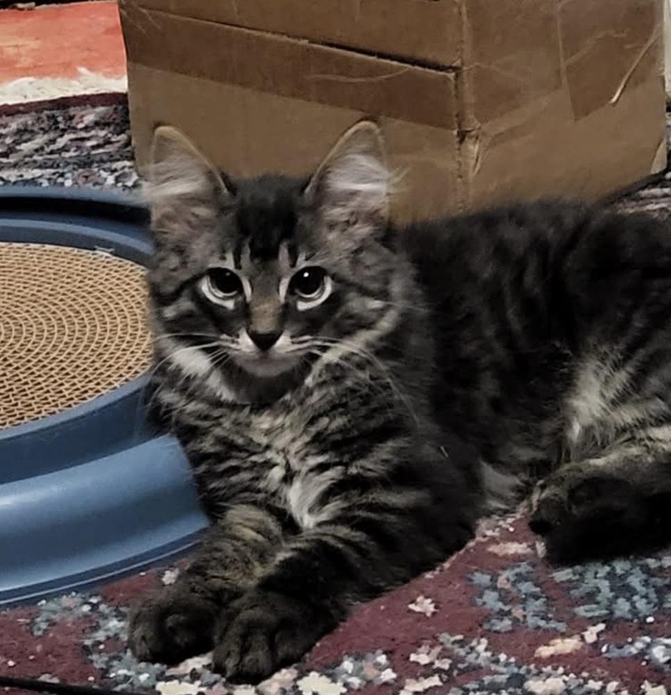 Dutch, Adoptable, Young Male Domestic Medium Hair.