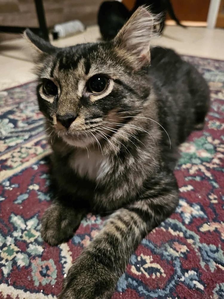 Enlarge Dutch, a Adoptable Domestic Medium Hair in Germantown, OH image 2/3