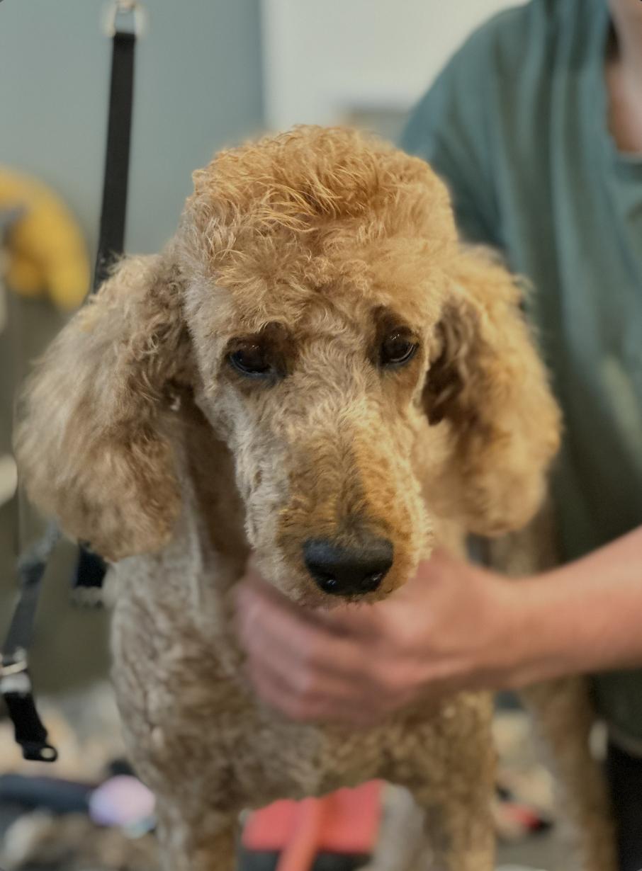 Enlarge Grace Kelly, a Adoptable Standard Poodle in Chester Springs, PA image 2/2