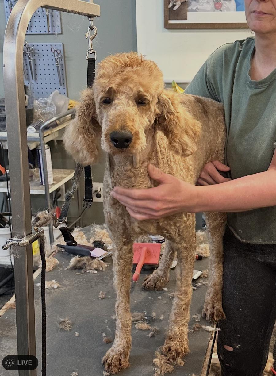 Standard Poodles for Adoption in Chadds Ford, Pennsylvania | Petfinder