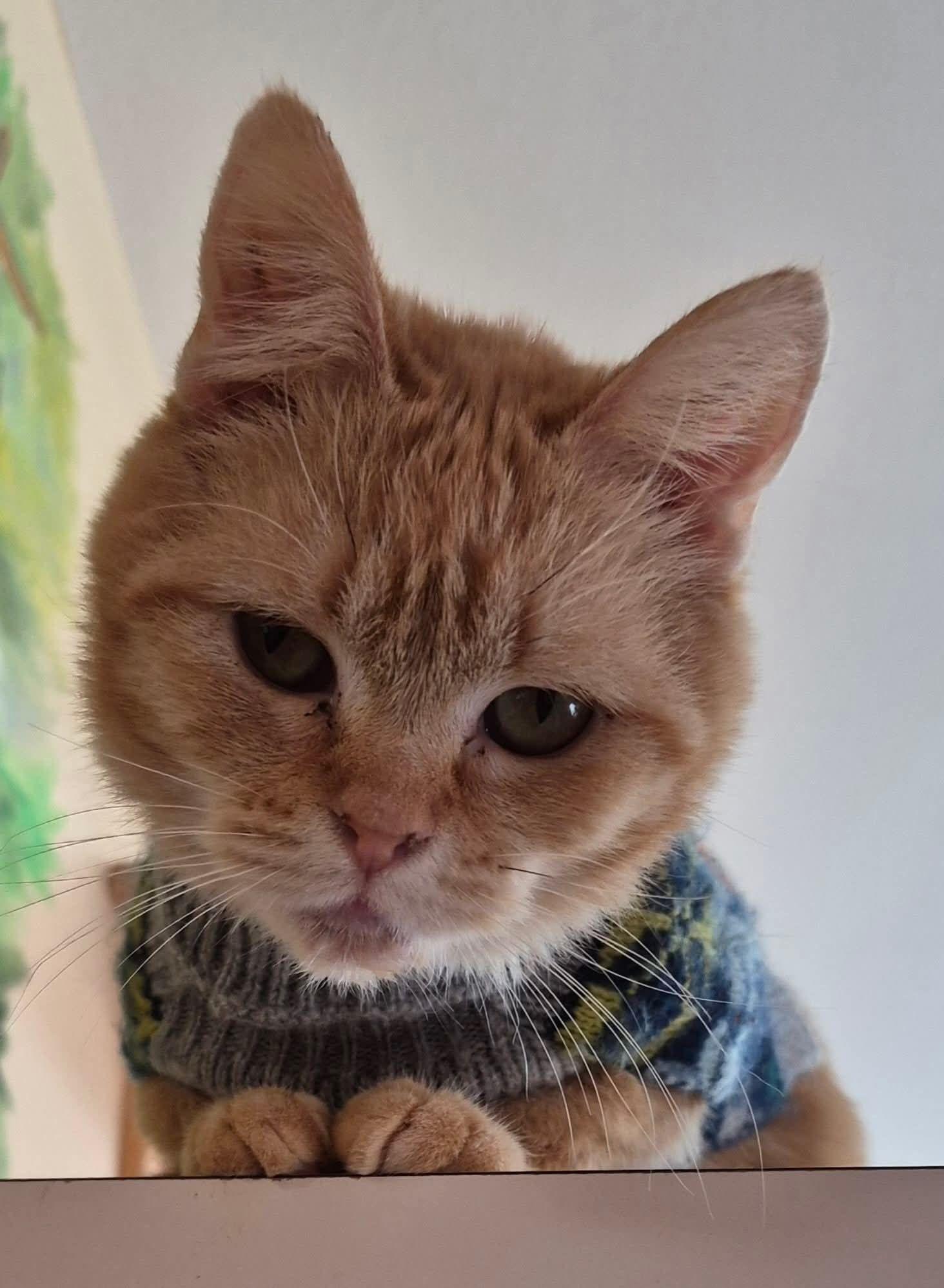 Enlarge Oakley, an adopted Domestic Short Hair in Tomah, WI image 1/2