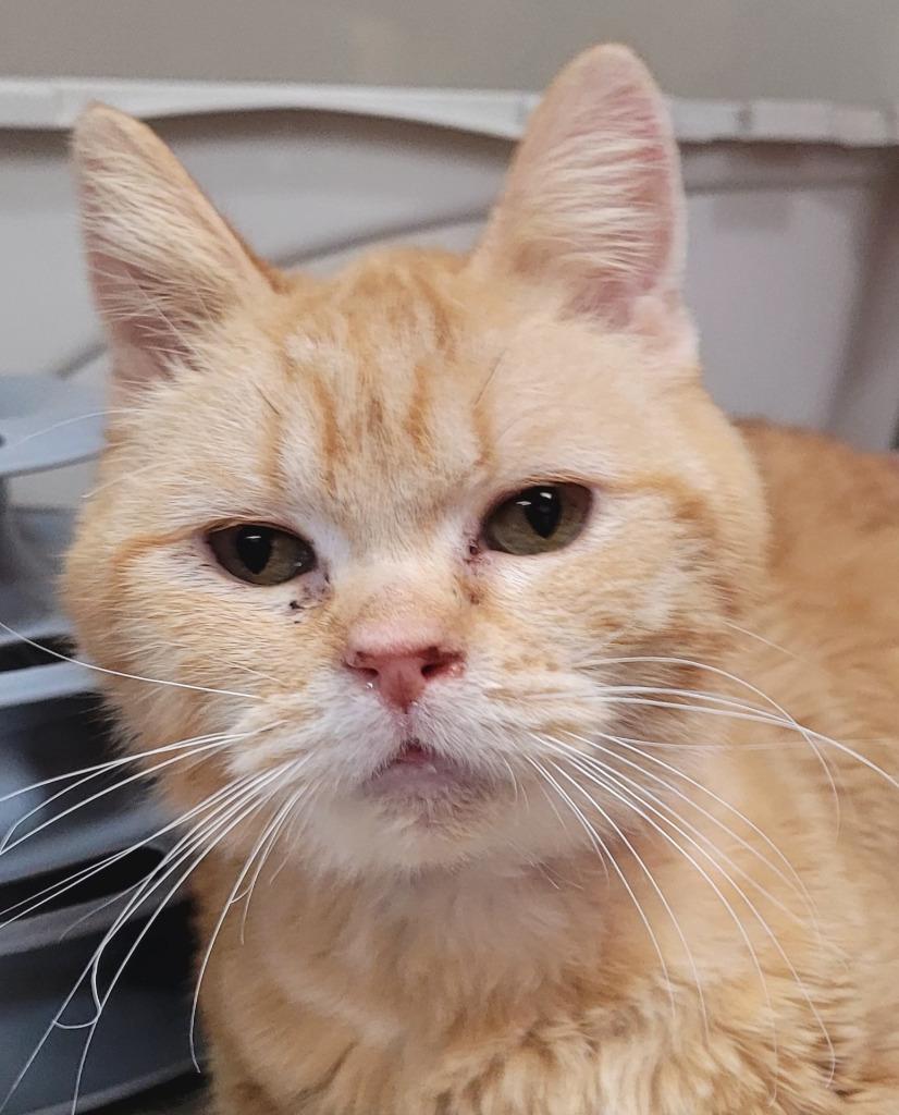 Enlarge Oakley, an adopted Domestic Short Hair in Tomah, WI image 2/2