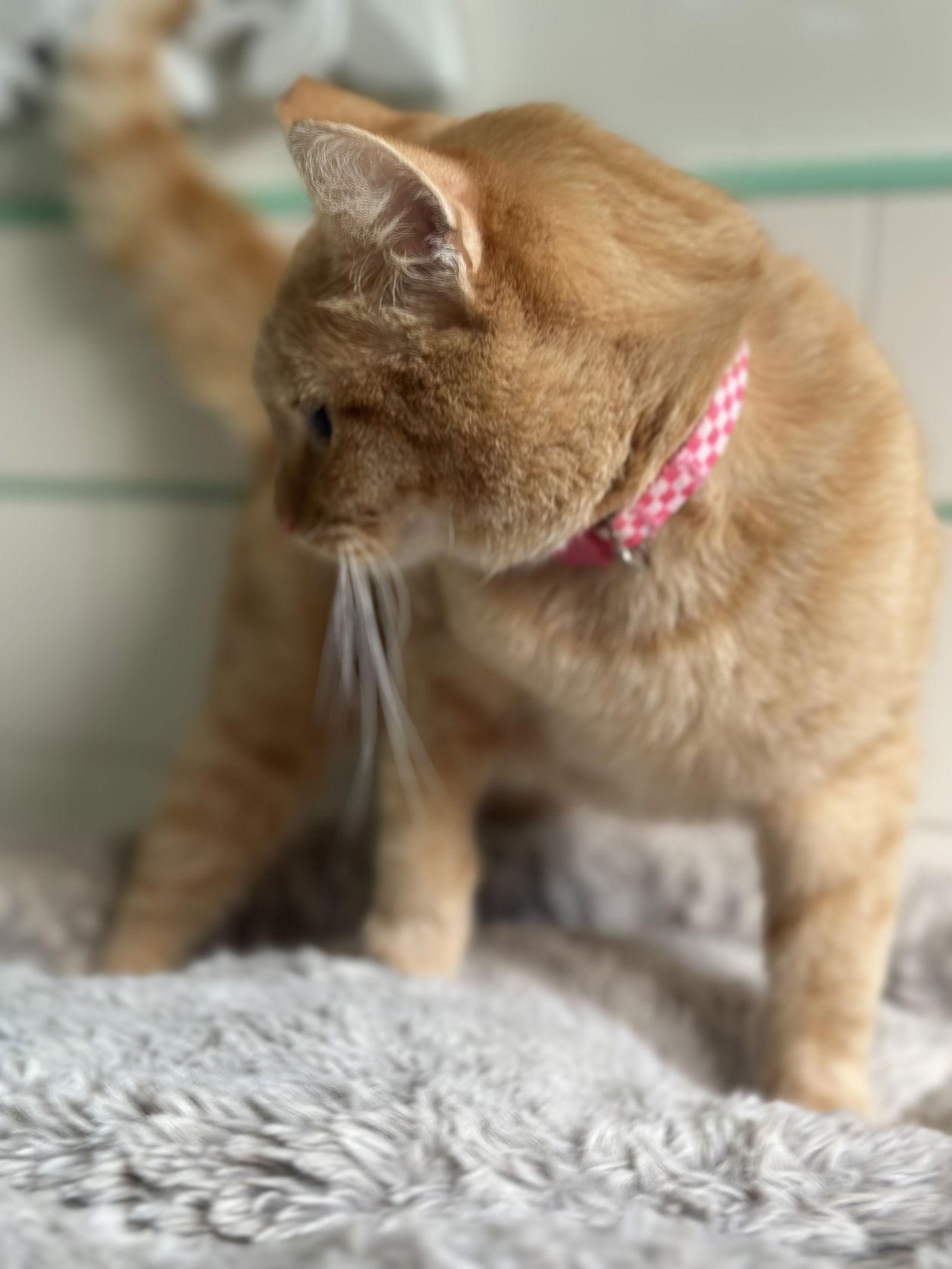 Goldie, Adoptable, Adult Female Domestic Short Hair.