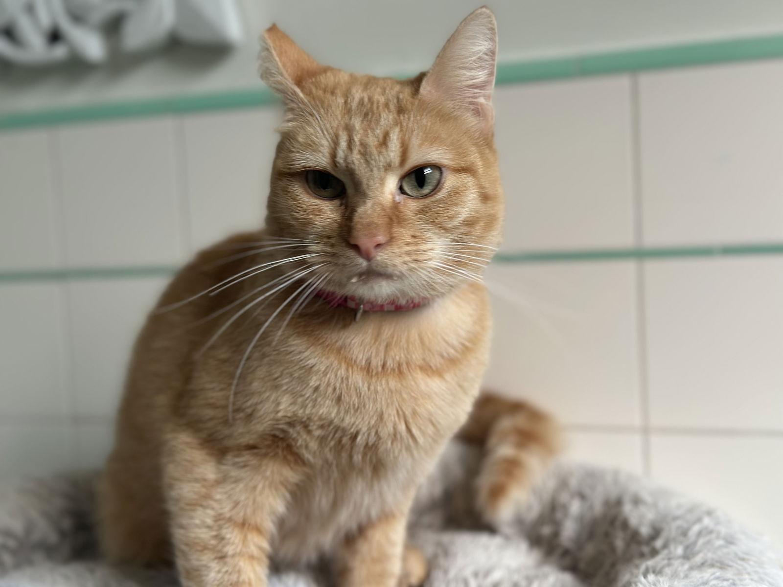 Enlarge Goldie, a Adoptable Domestic Short Hair in Long Beach, CA image 2/3