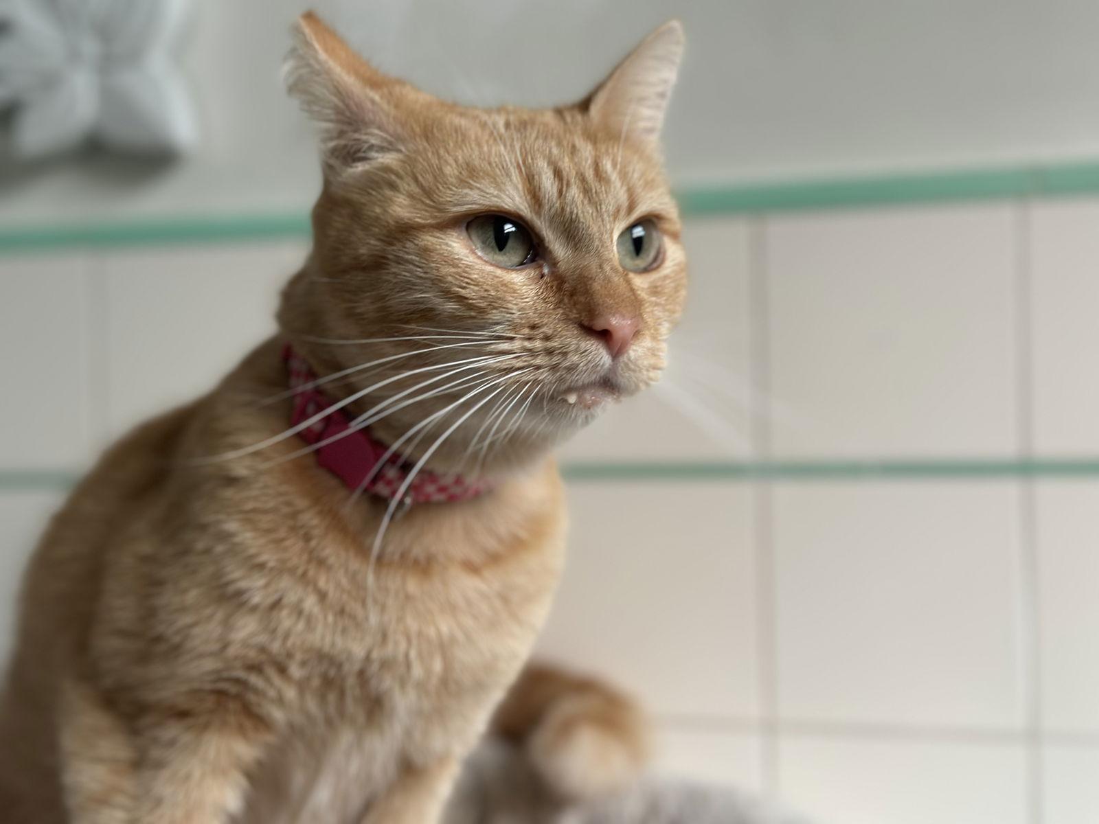 Enlarge Goldie, a Adoptable Domestic Short Hair in Long Beach, CA image 3/3