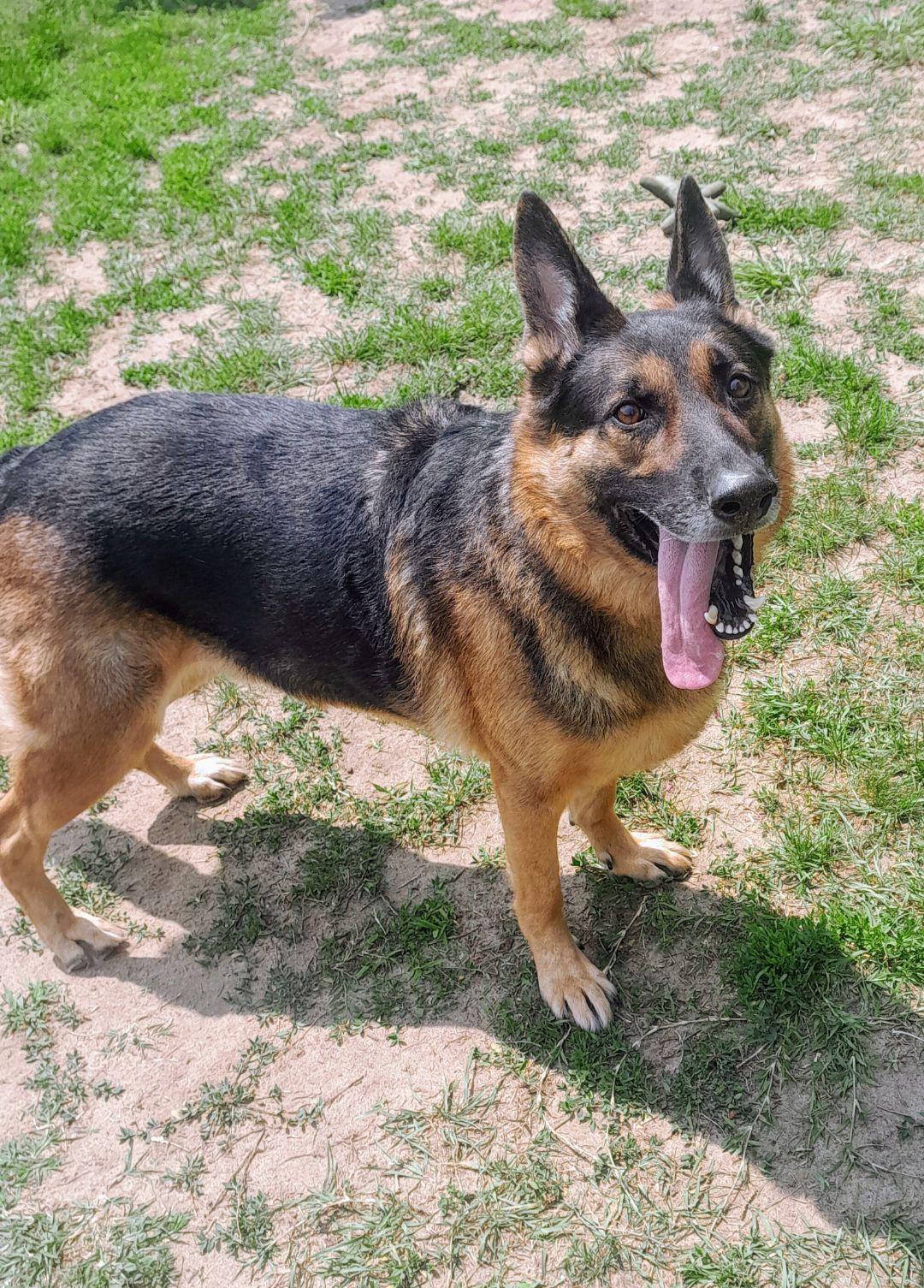 Enlarge Wrigley, an adoptable German Shepherd Dog in Mishawaka, IN image 3/6