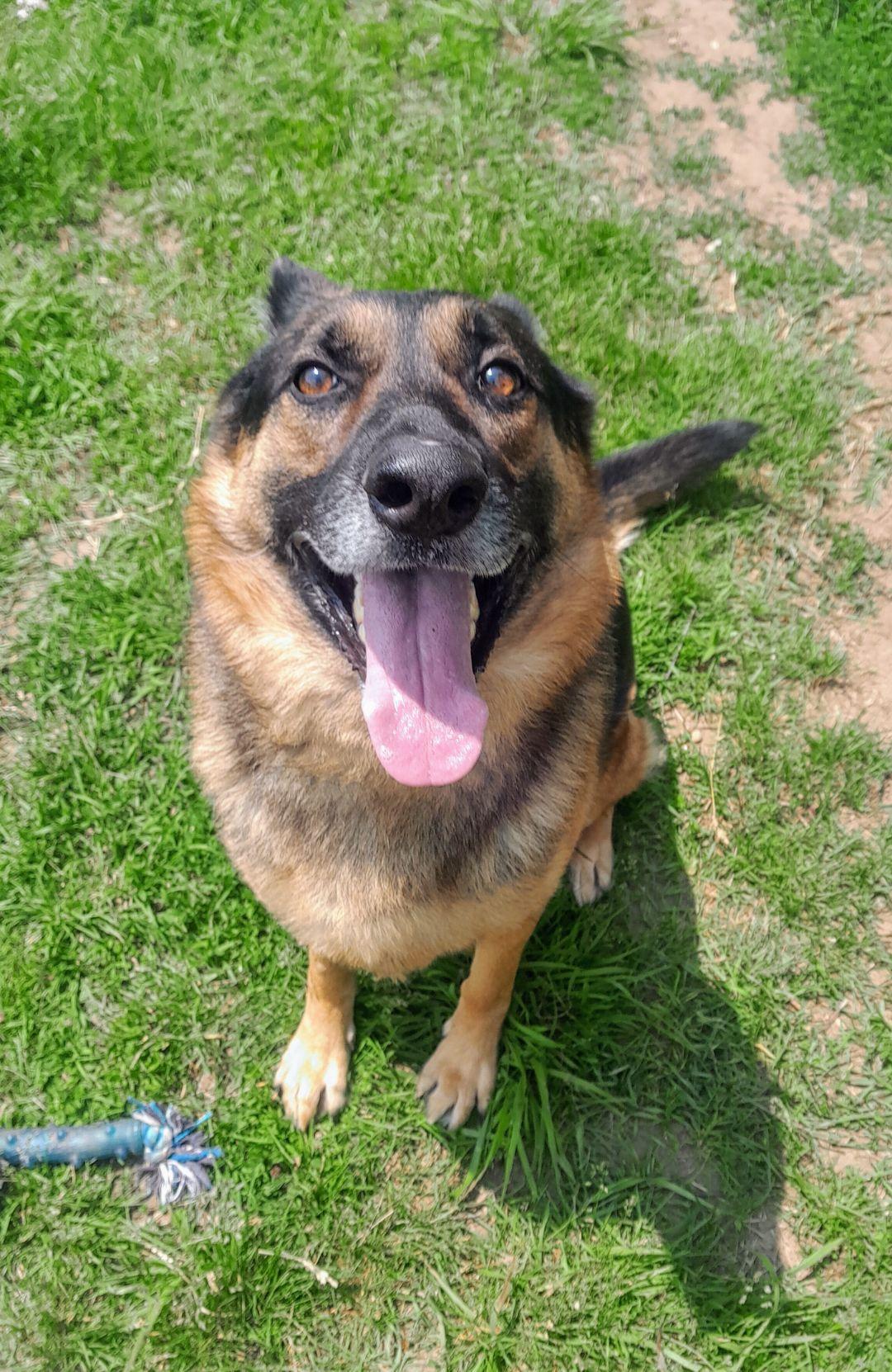 Enlarge Wrigley, an adoptable German Shepherd Dog in Mishawaka, IN image 2/6