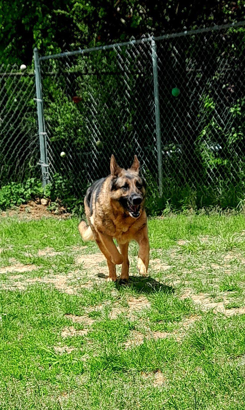 Enlarge Wrigley, an adoptable German Shepherd Dog in Mishawaka, IN image 6/6