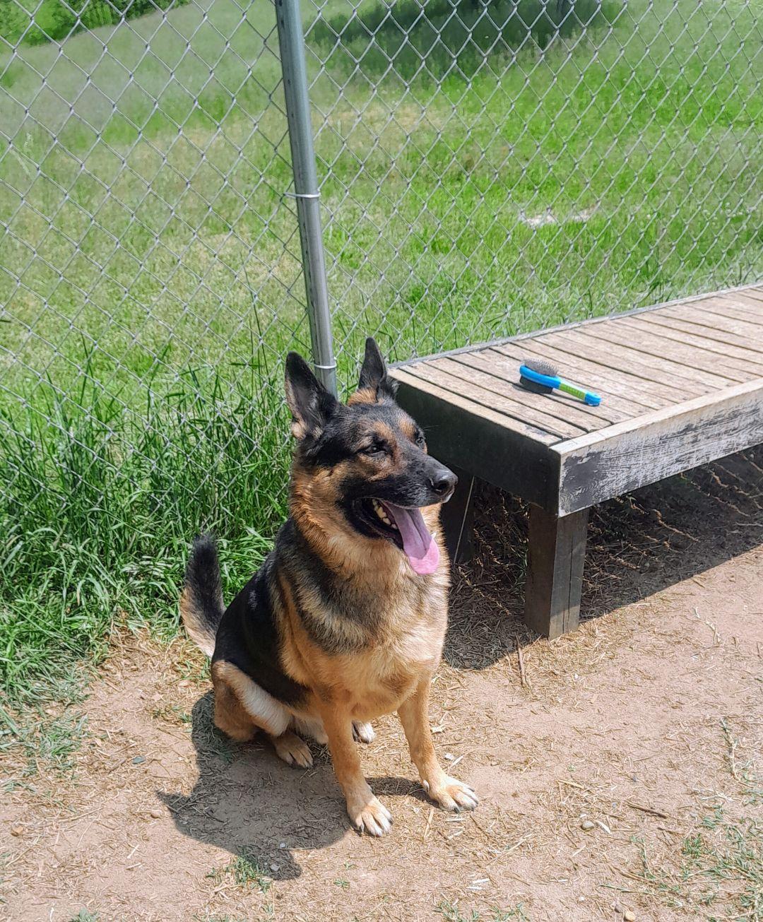 Enlarge Wrigley, an adoptable German Shepherd Dog in Mishawaka, IN image 5/6