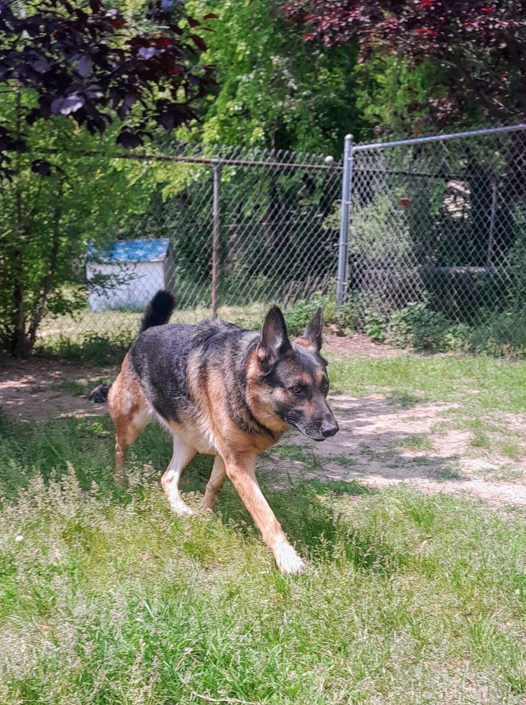 Enlarge Wrigley, an adoptable German Shepherd Dog in Mishawaka, IN image 4/6