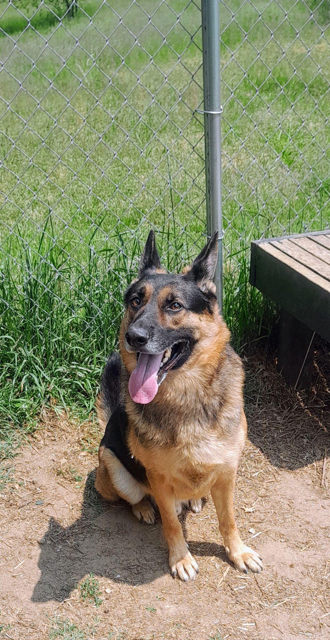 Wrigley, adoptable, Adult Male German Shepherd Dog.