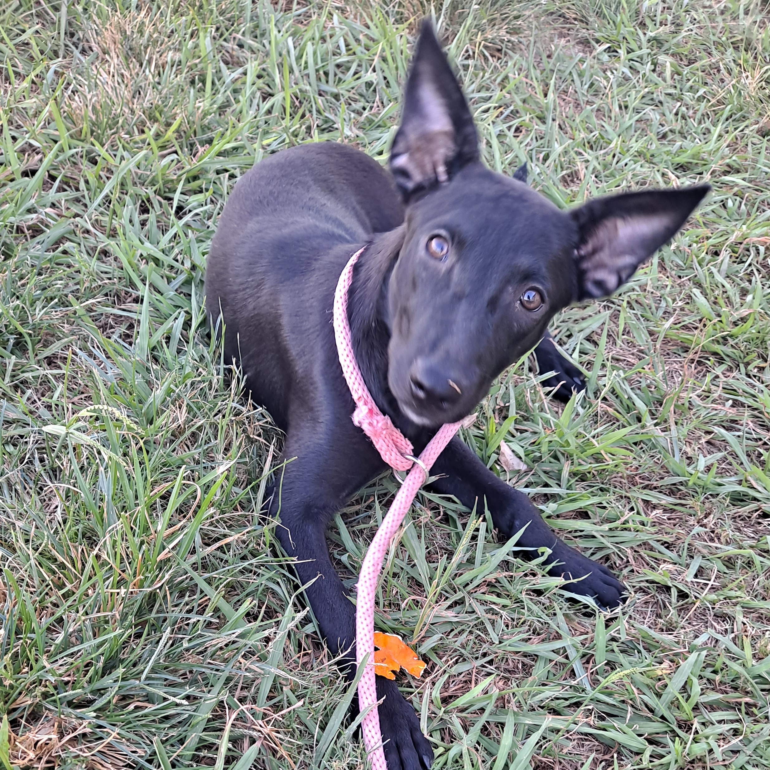 Dog for adoption Casia, a Mixed Breed in Springfield, MA Petfinder