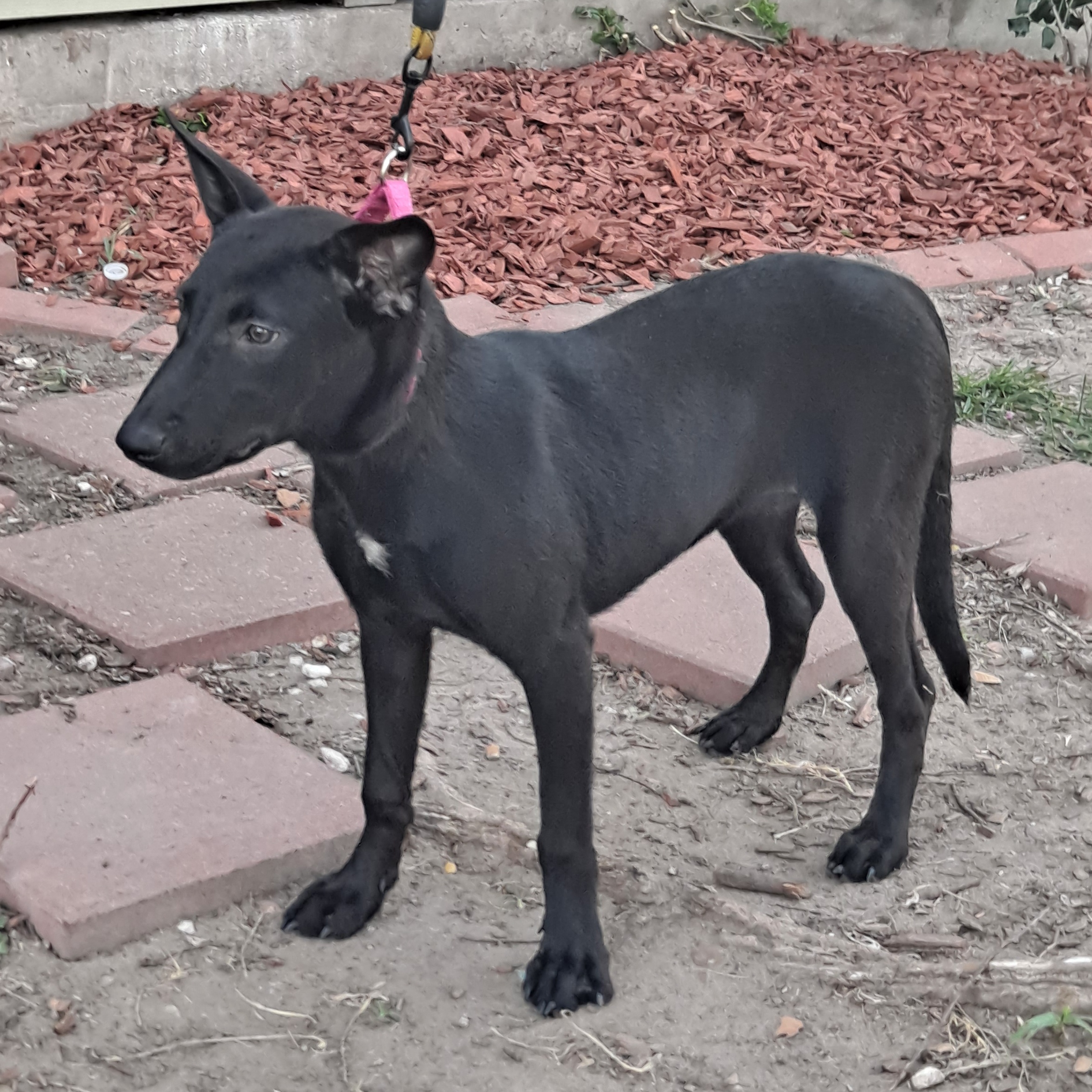 Dog for adoption Casia, a Mixed Breed in Springfield, MA Petfinder