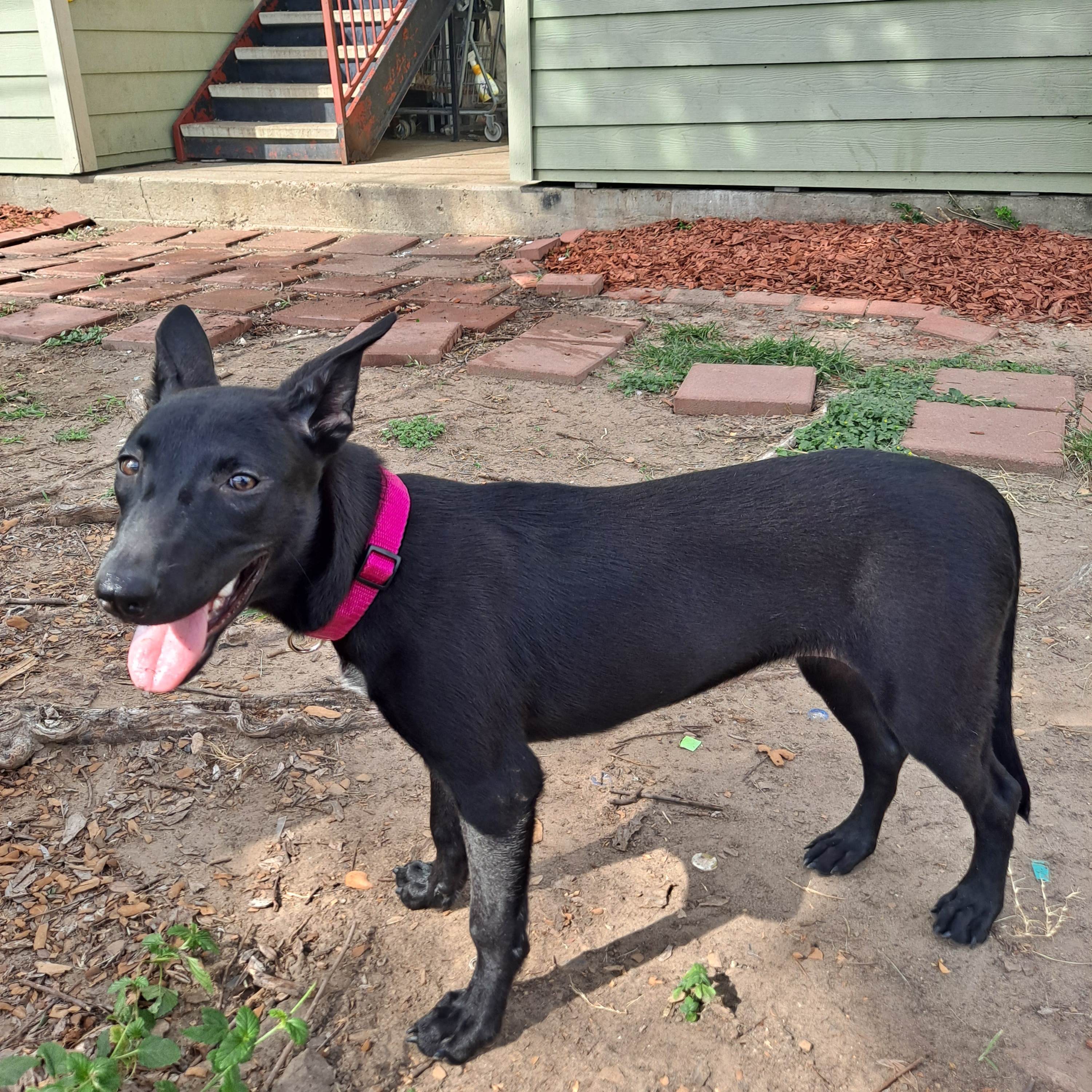 Dog for adoption Casia, a Mixed Breed in Springfield, MA Petfinder