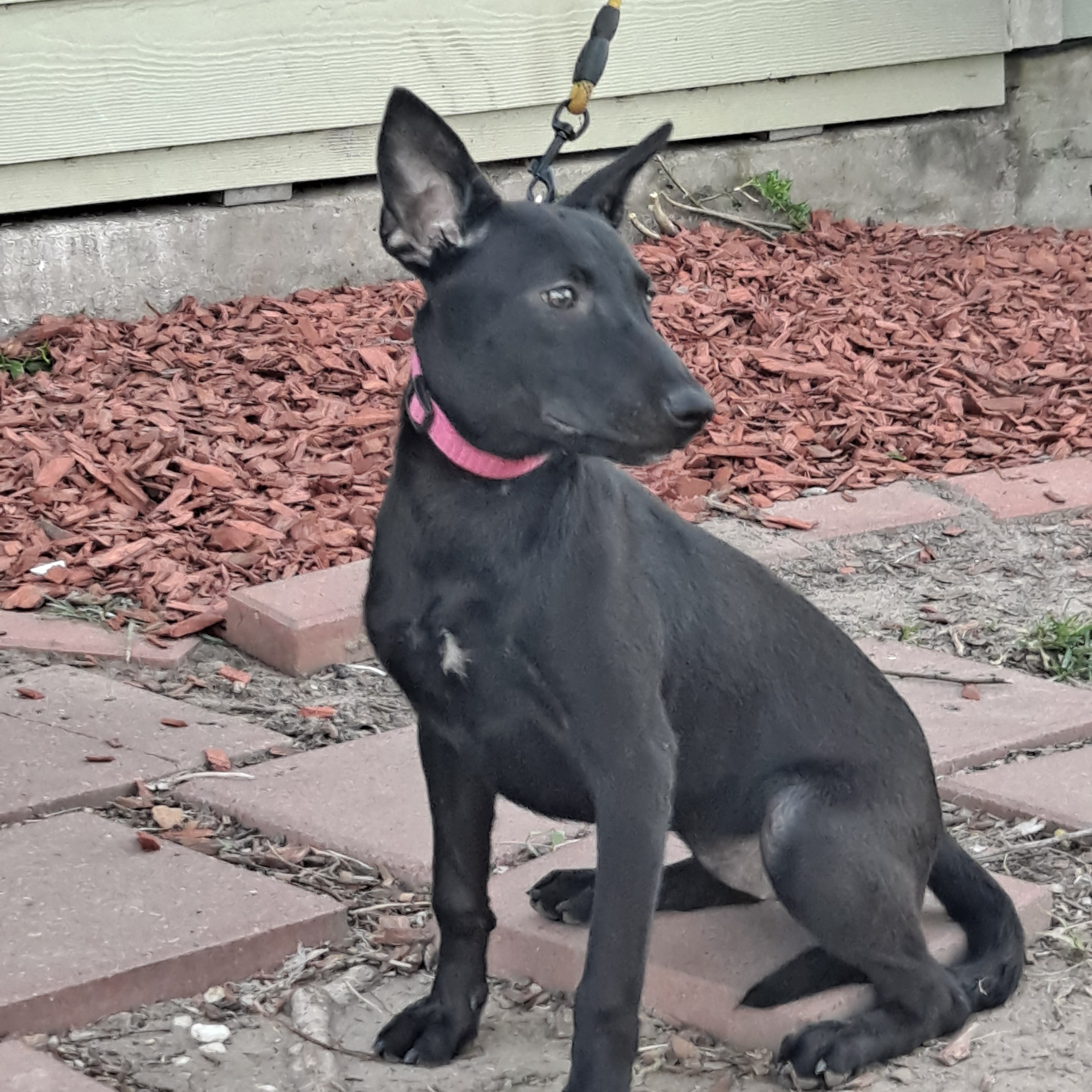 Dog for adoption Casia, a Mixed Breed in Springfield, MA Petfinder