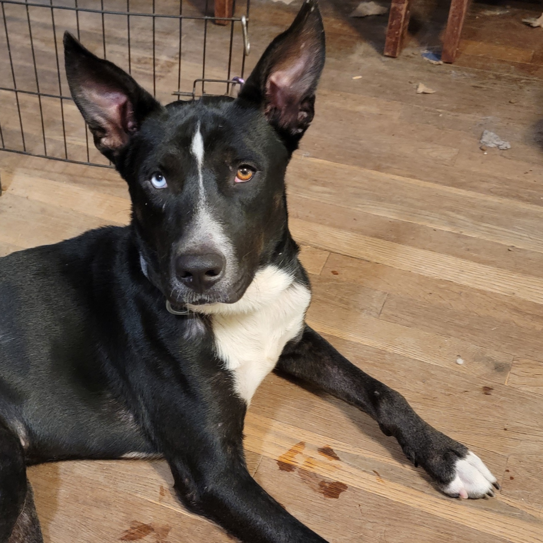 KAZZ, an adoptable mixed breed in Tomball, TX image 2/6