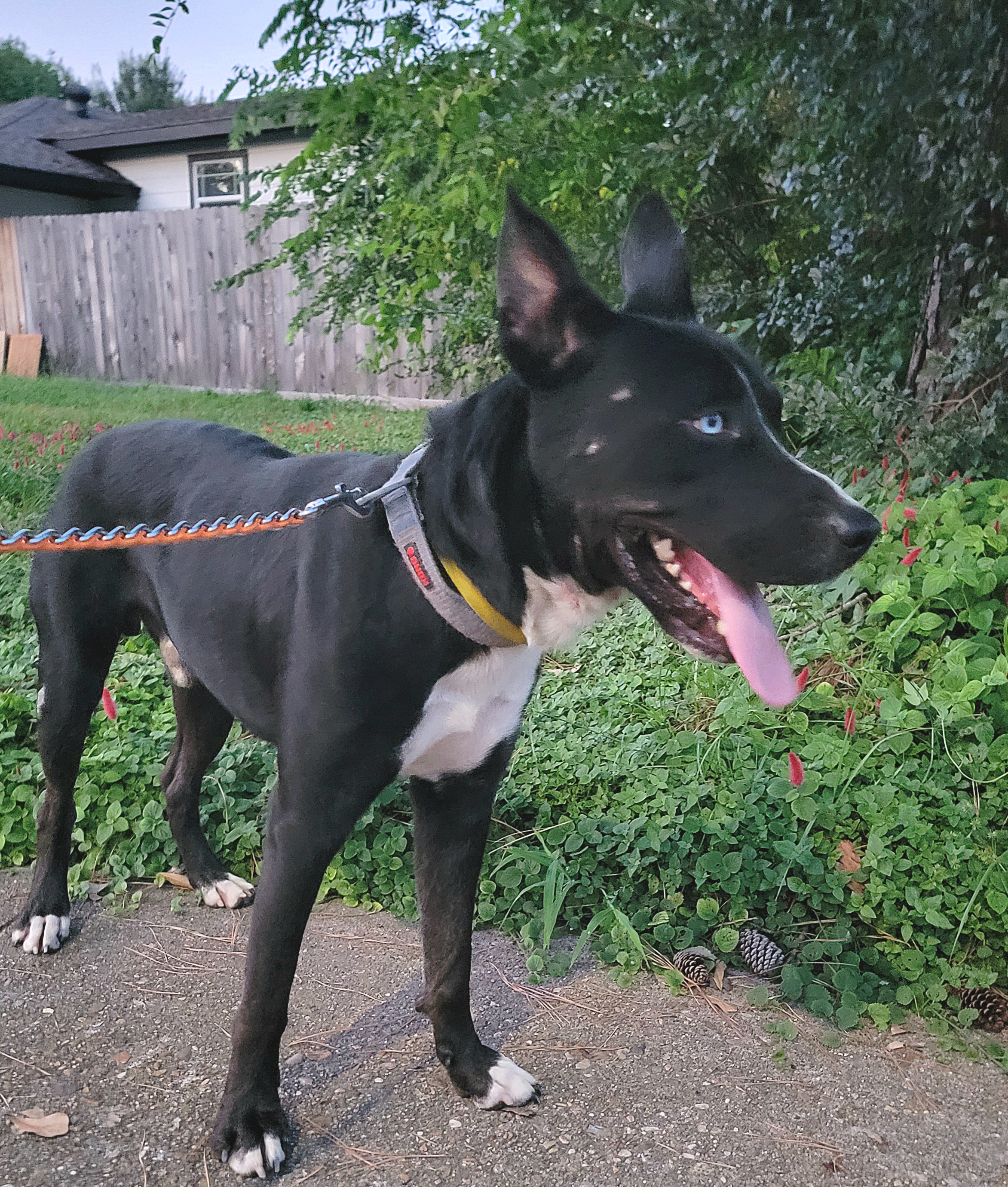 KAZZ, an adoptable mixed breed in Tomball, TX image 6/6