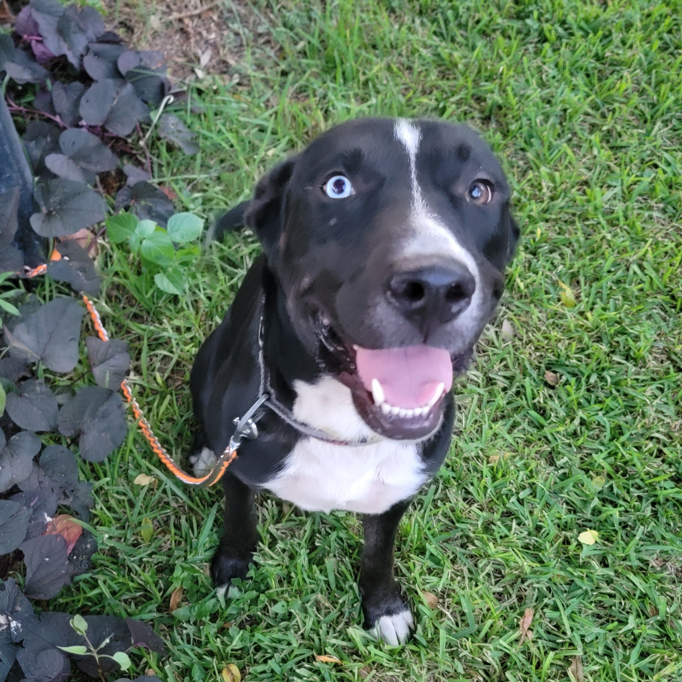 KAZZ, adoptable, Adult Male Husky & Australian Cattle Dog / Blue Heeler.