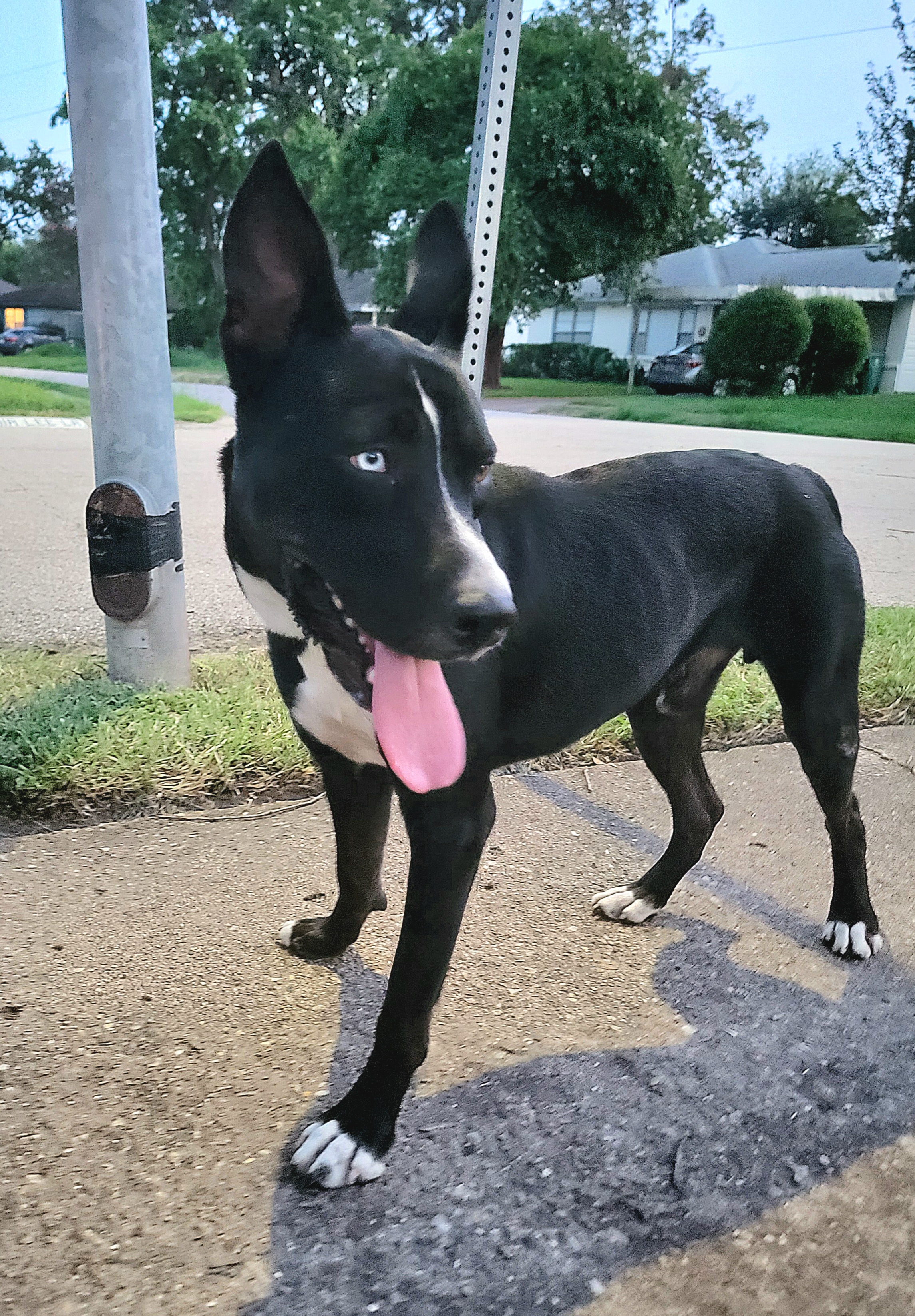 KAZZ, an adoptable mixed breed in Tomball, TX image 4/6