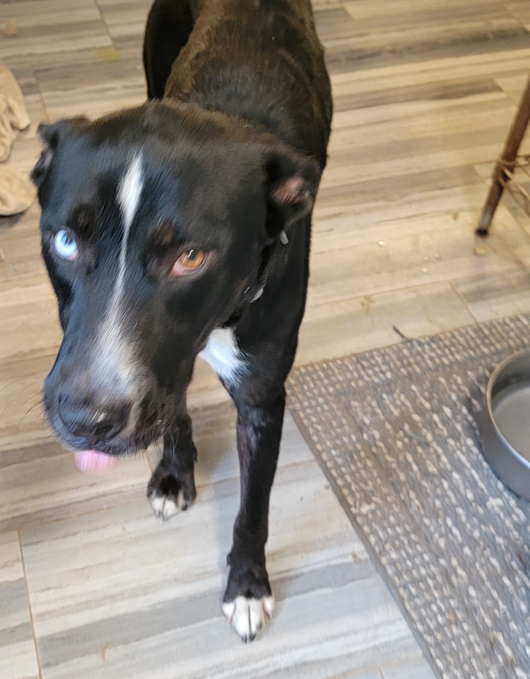 KAZZ, an adoptable mixed breed in Tomball, TX image 5/6