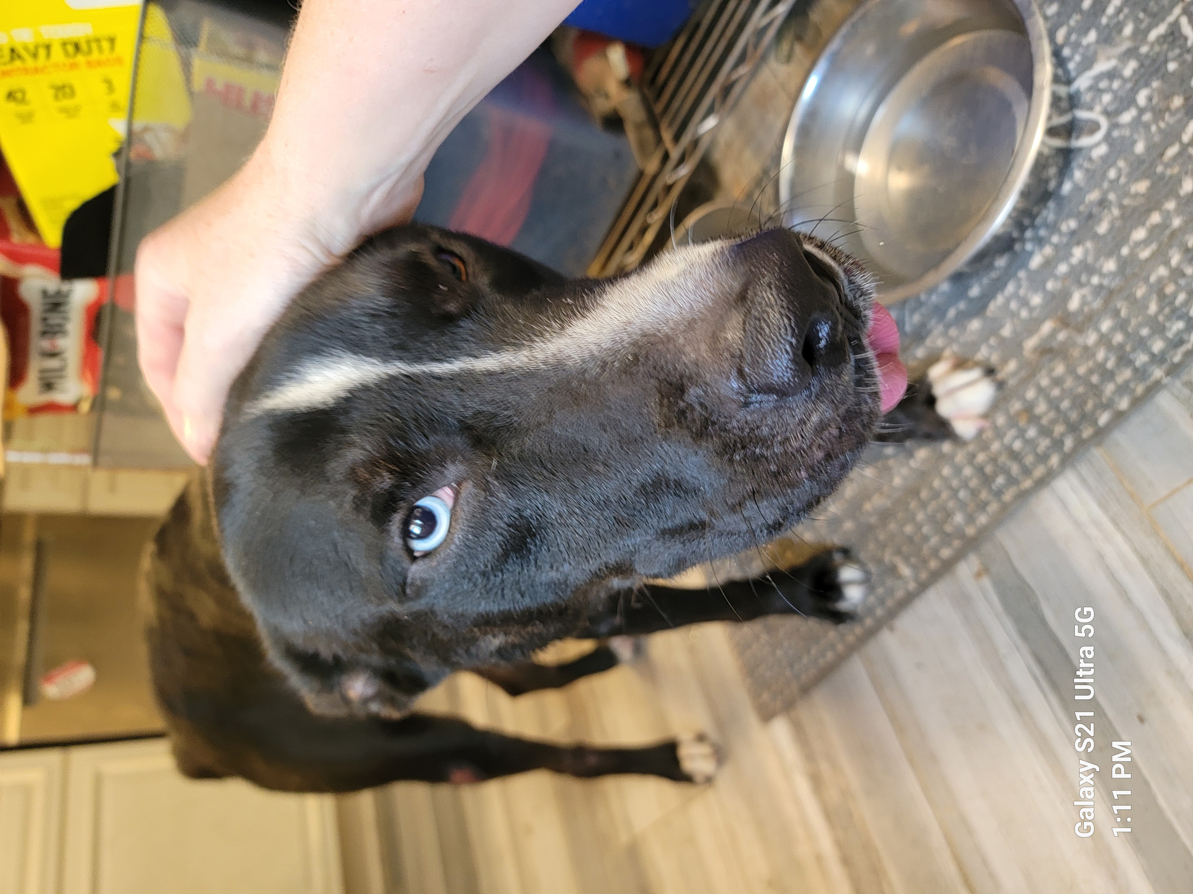 KAZZ, an adoptable mixed breed in Tomball, TX image 3/6