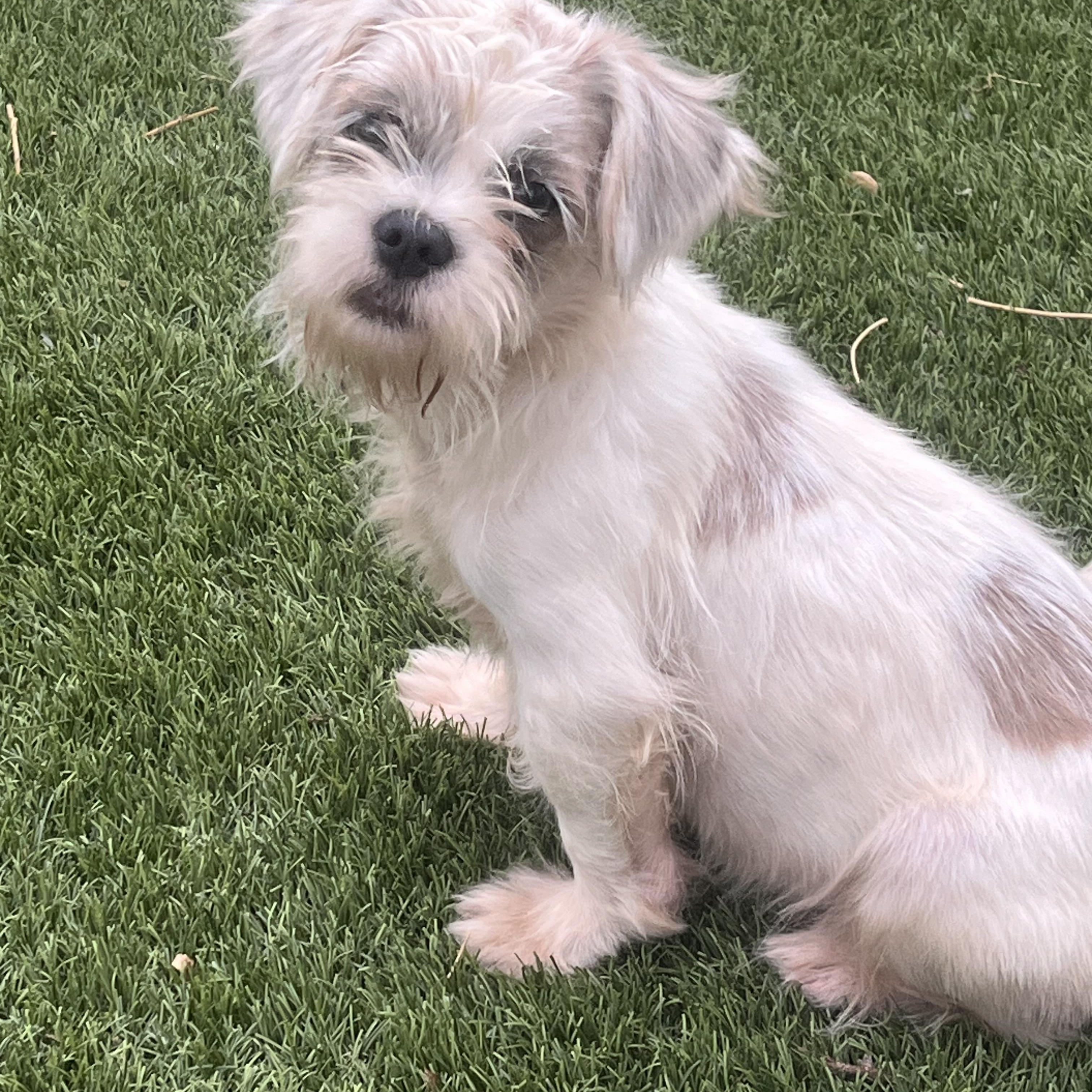 Enlarge Dougie, a Adoptable mixed breed in Longmont, CO image 1/1