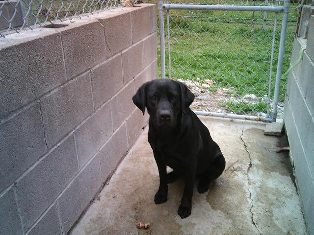 Enlarge MAGGIEBELLE, an adopted Black Labrador Retriever in Kellyville, OK image 2/3