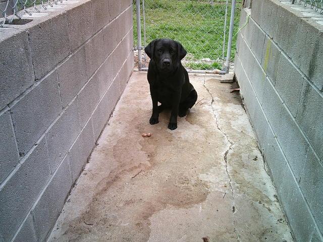 Enlarge MAGGIEBELLE, an adopted Black Labrador Retriever in Kellyville, OK image 1/3