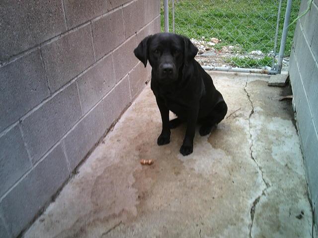 Enlarge MAGGIEBELLE, an adopted Black Labrador Retriever in Kellyville, OK image 3/3