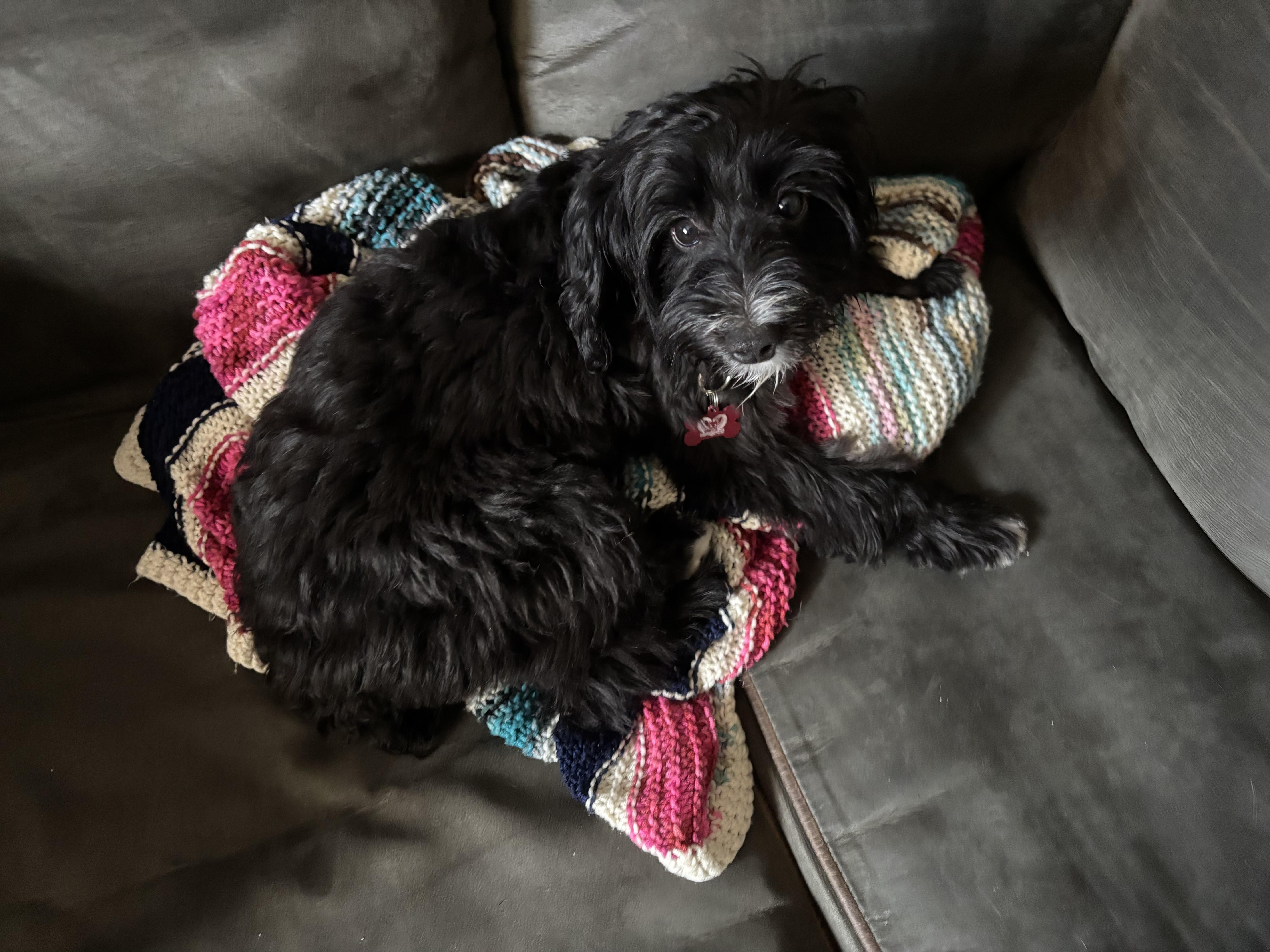 Enlarge Amelia Bedelia, an adopted mixed breed in Libertyville, IL image 5/5