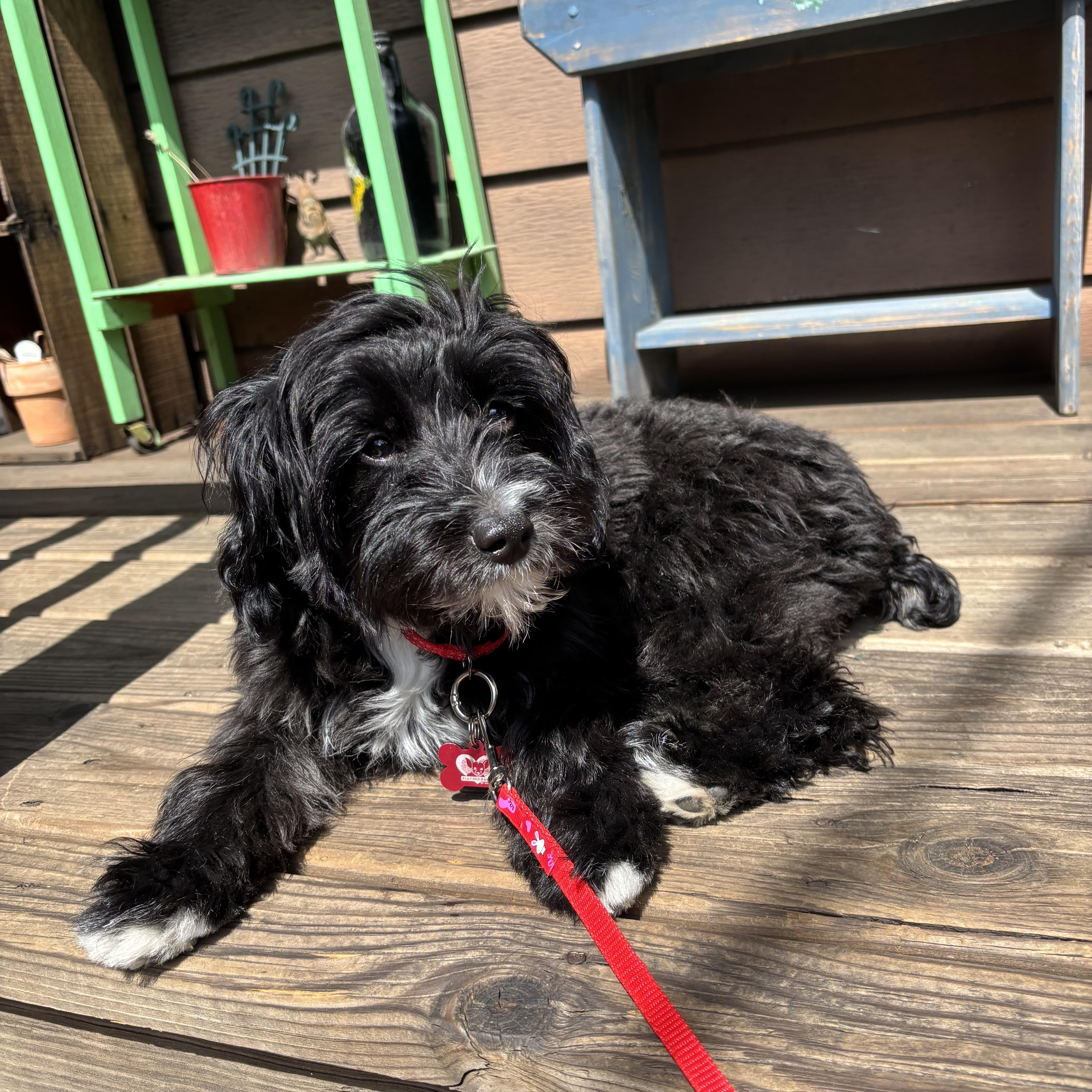 Enlarge Amelia Bedelia, an adopted mixed breed in Libertyville, IL image 3/5