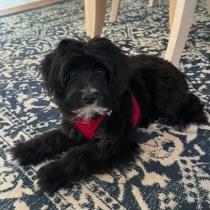 Enlarge Amelia Bedelia, an adopted mixed breed in Libertyville, IL image 2/5