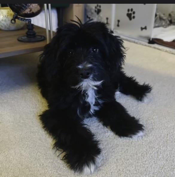 Enlarge Amelia Bedelia, an adopted mixed breed in Libertyville, IL image 1/5