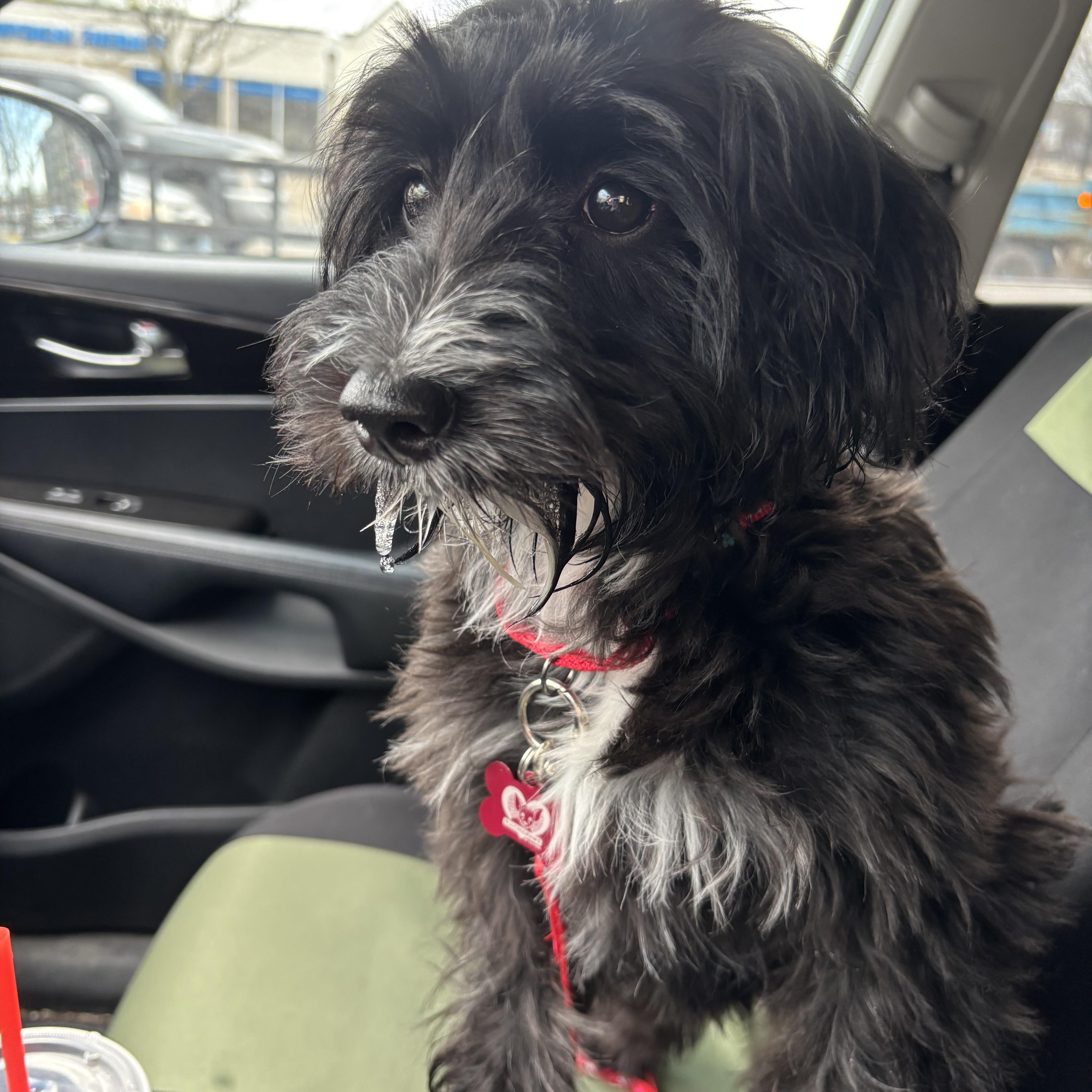 Enlarge Amelia Bedelia, an adopted mixed breed in Libertyville, IL image 4/5