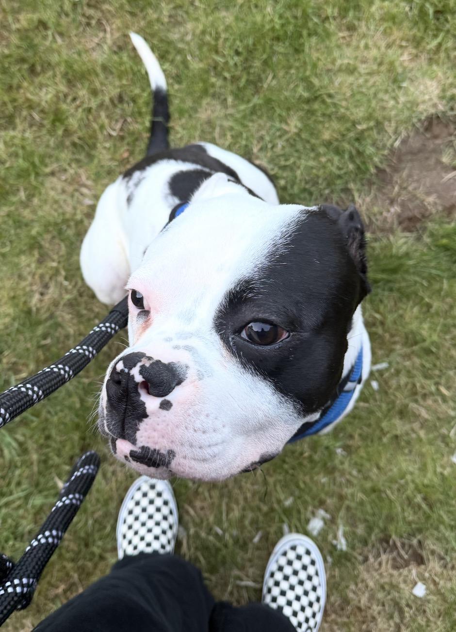Enlarge Billy, a ADOPTABLE mixed breed in Beaverton, OR image 3/6