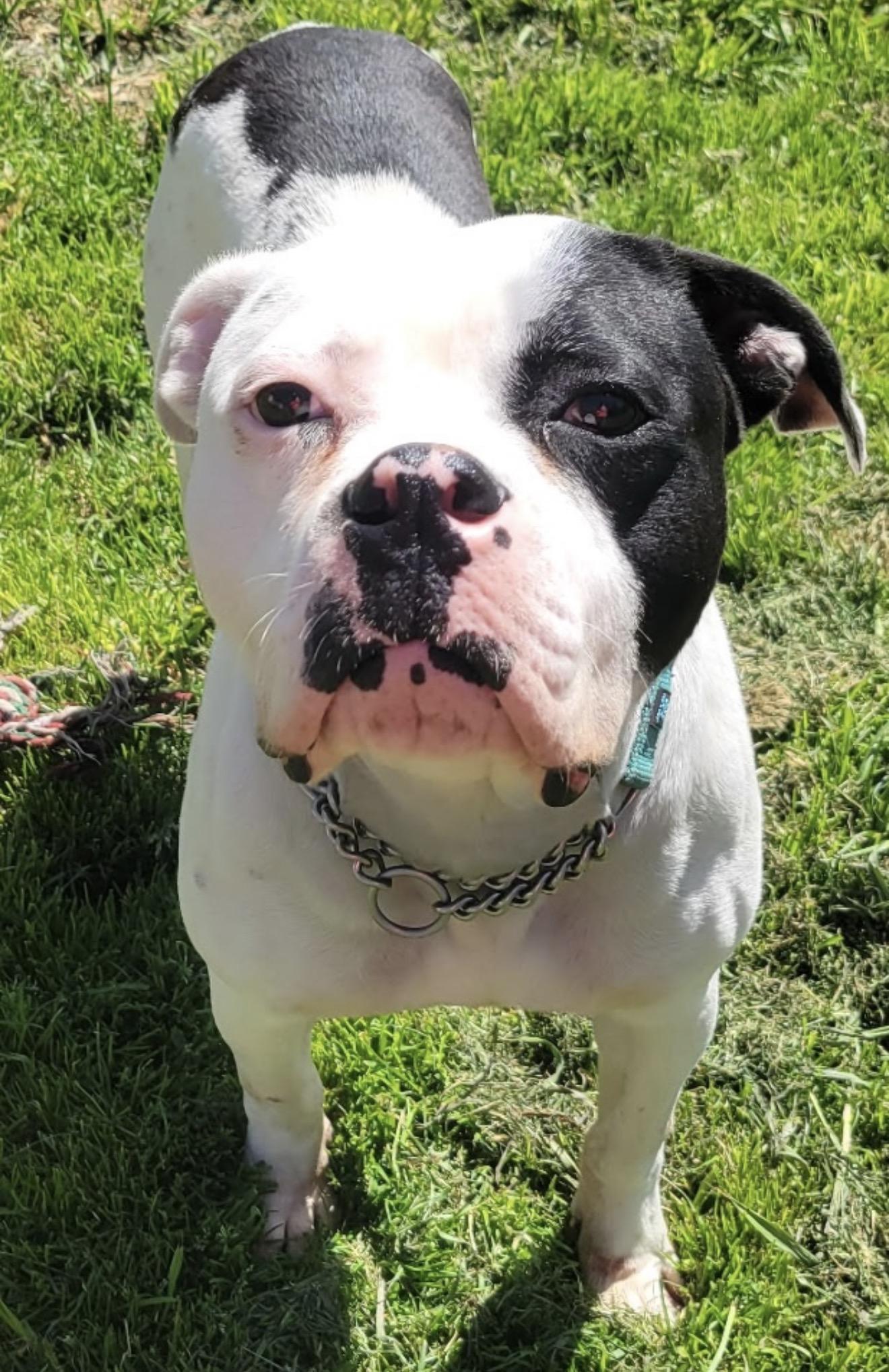 Enlarge Billy, a ADOPTABLE mixed breed in Beaverton, OR image 2/6